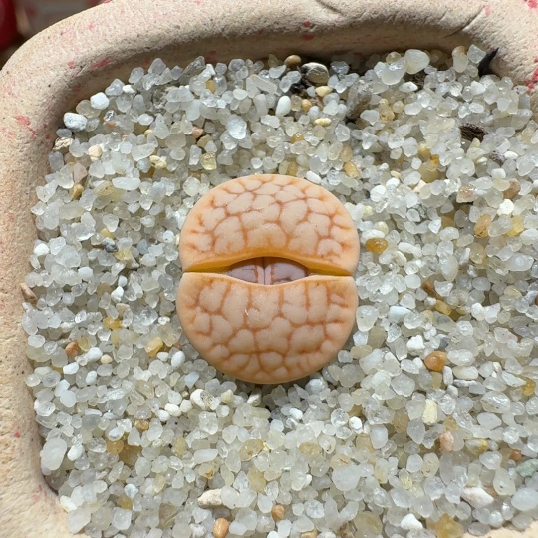 蘑菇1375浪汗玉多肉植物