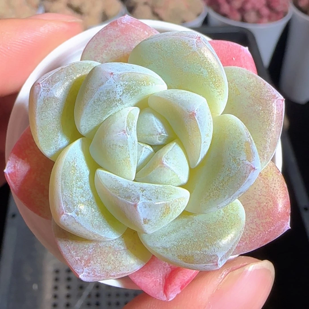 多肉1224-71冰玉冰玉