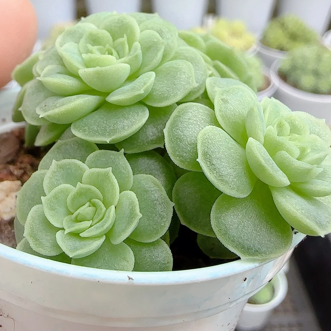 【闪购商品】0927-13优选麦杆