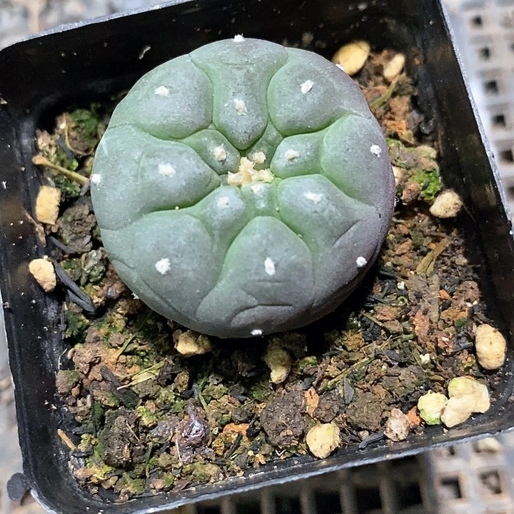 孤品实生多棱长毛海鲜初五福利