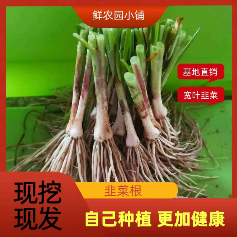 [头茬新根]山东头年紫根红根笨韭菜苗宽叶现挖现发盆景四季阳台