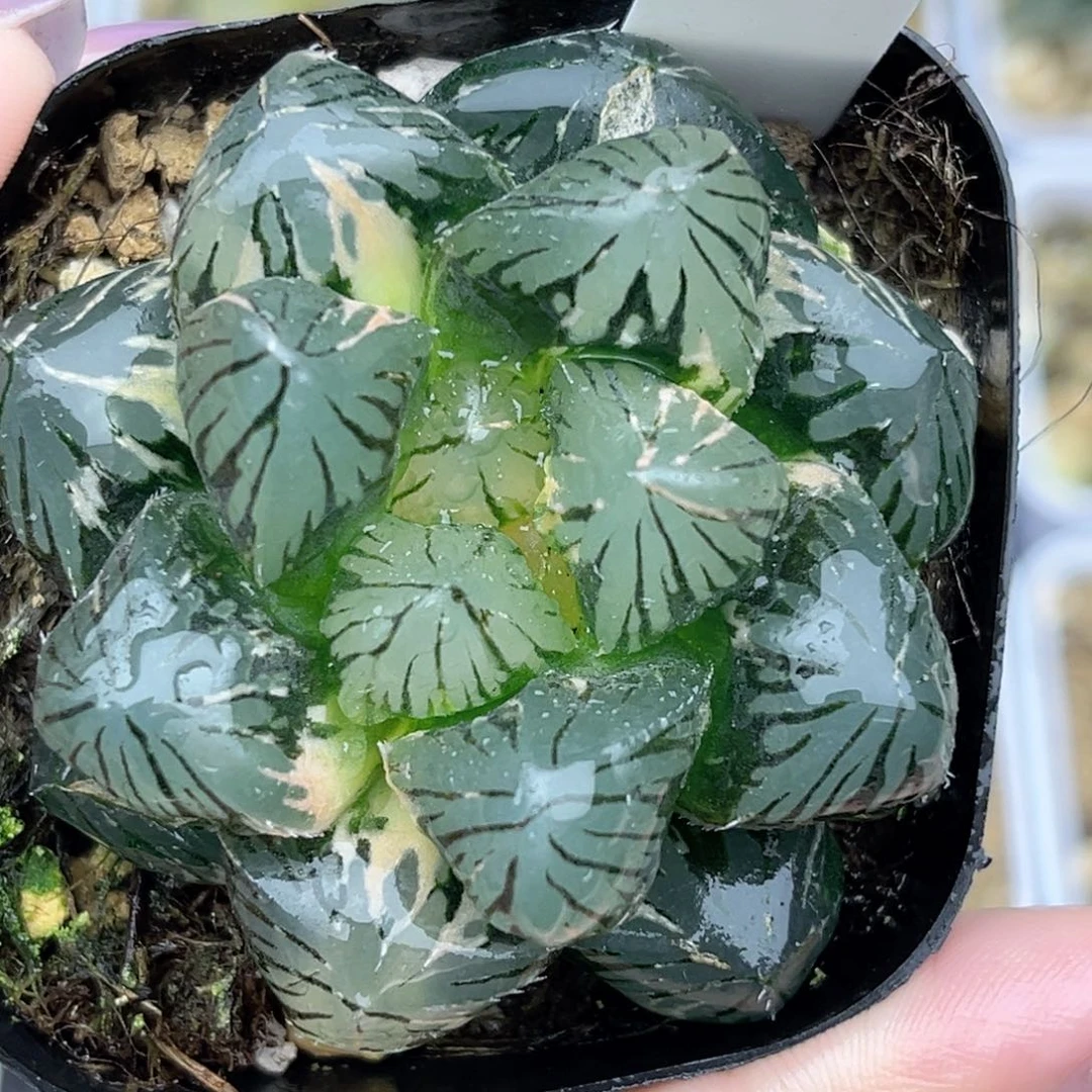 60紫王玉露锦福利专场