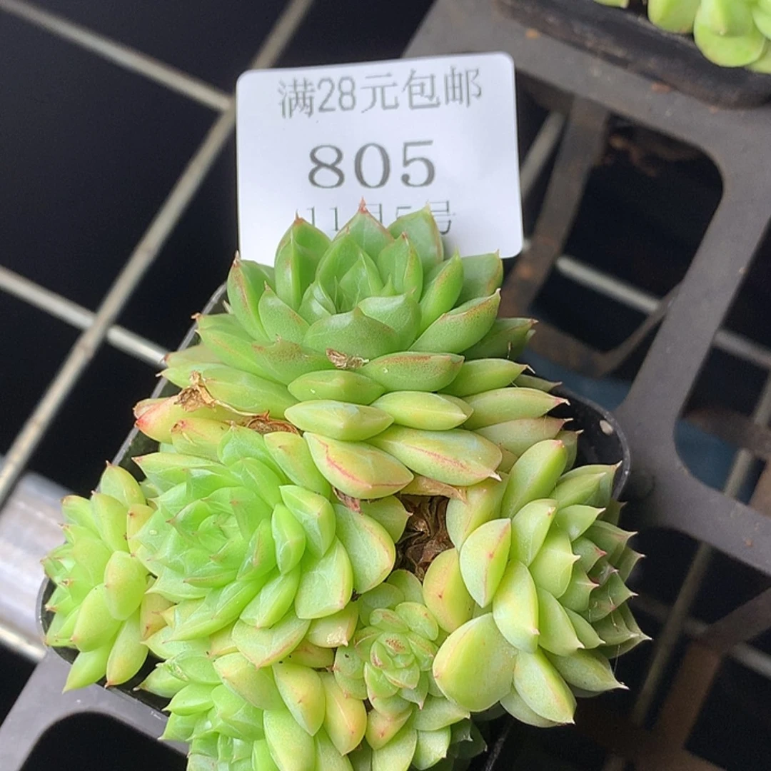 【闪购商品】云805号