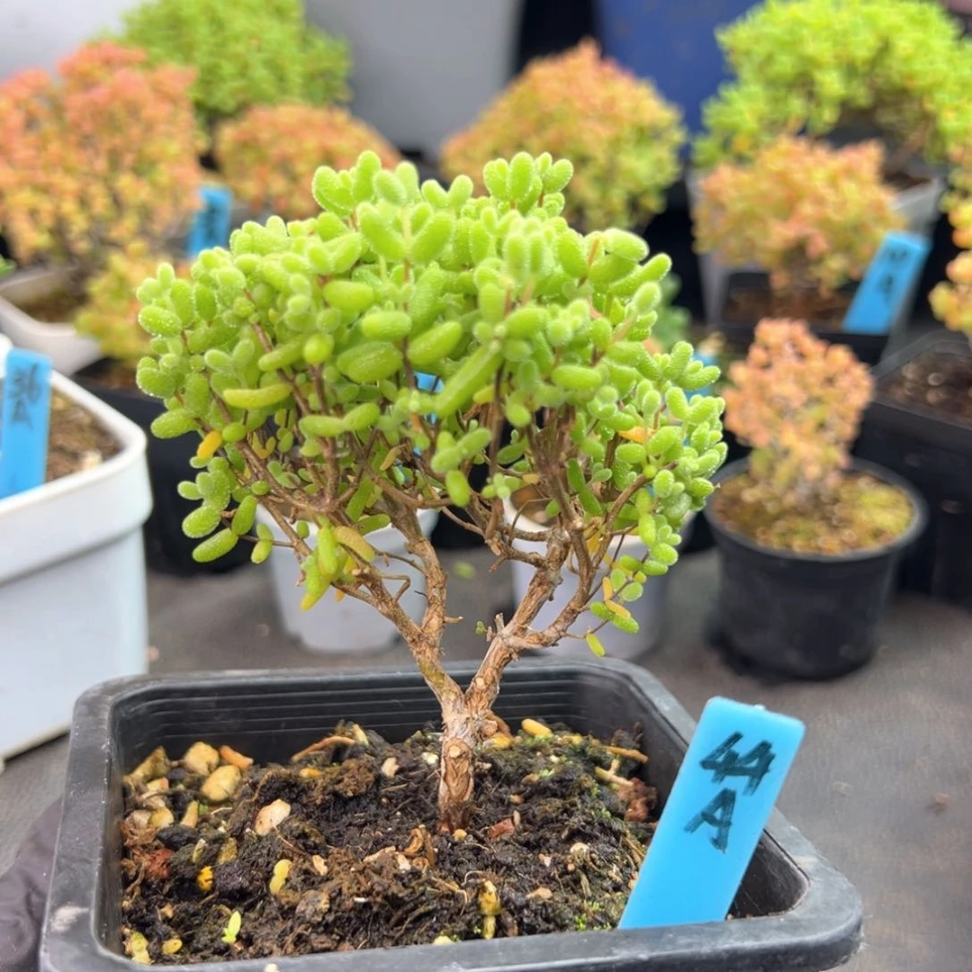 金桔糖球小树44号