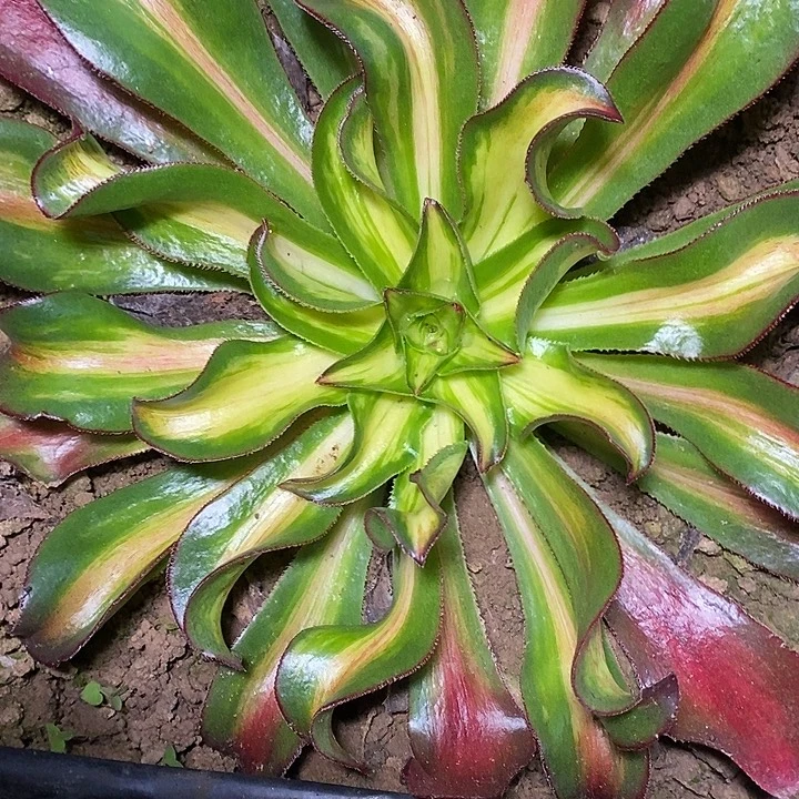 多肉植物保护研究所