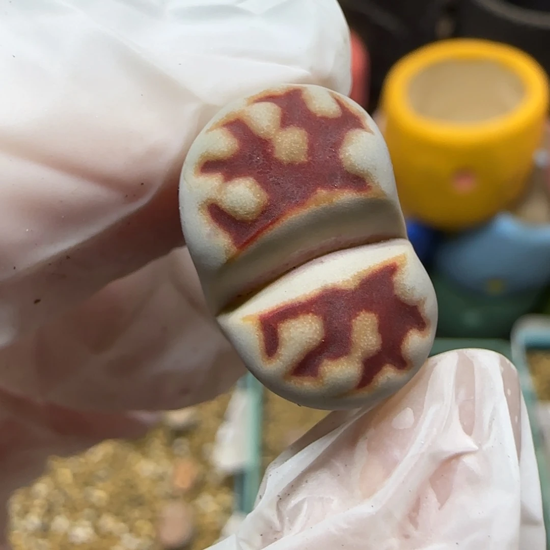 12.2.top red.9057尺寸1.8cm