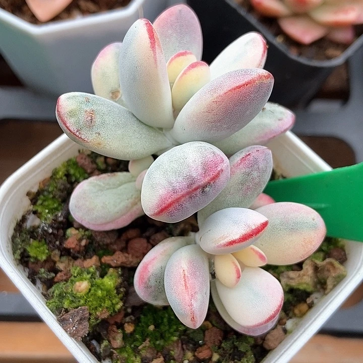 多肉植物乒乓锦937