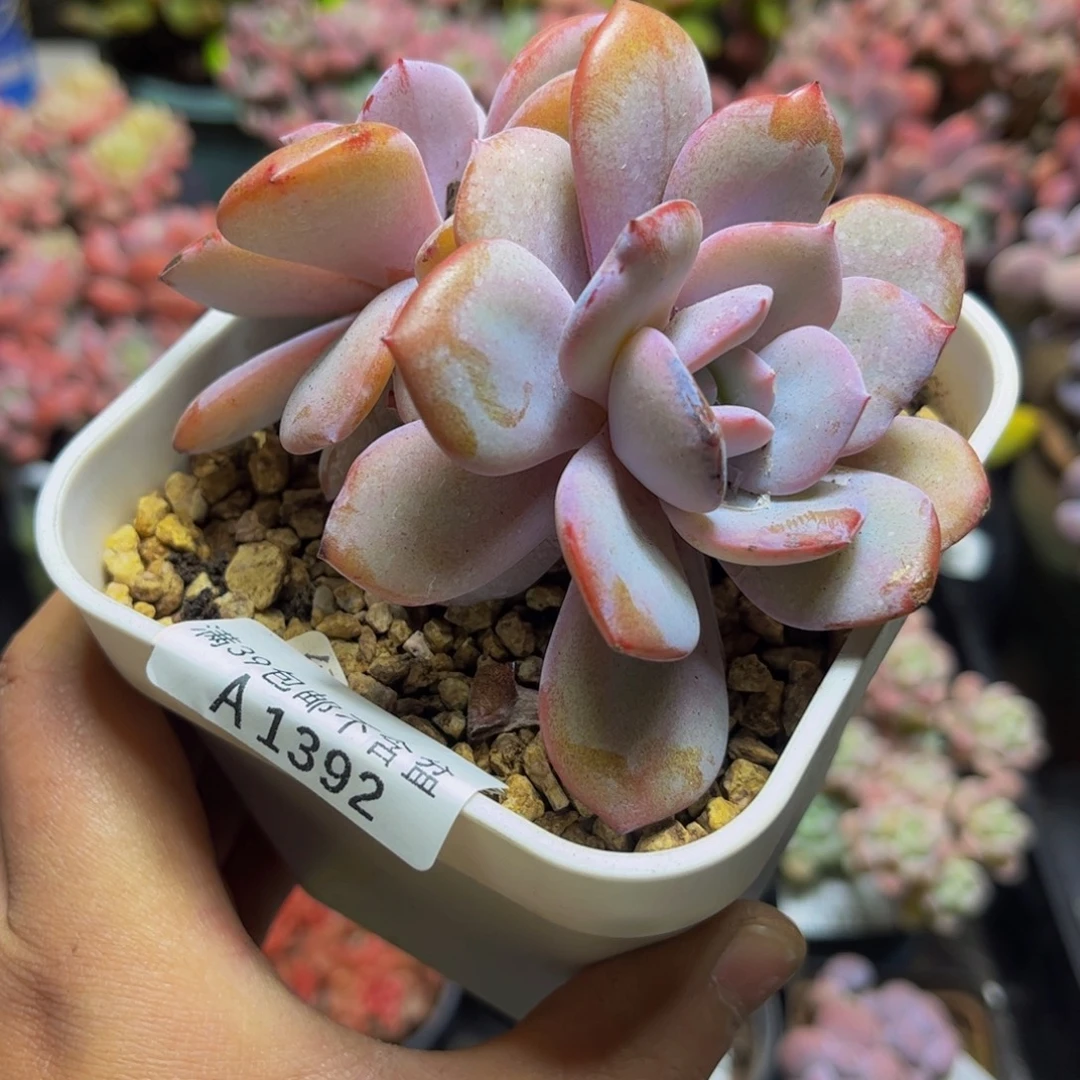 1392双头咖啡美人10厘米多肉