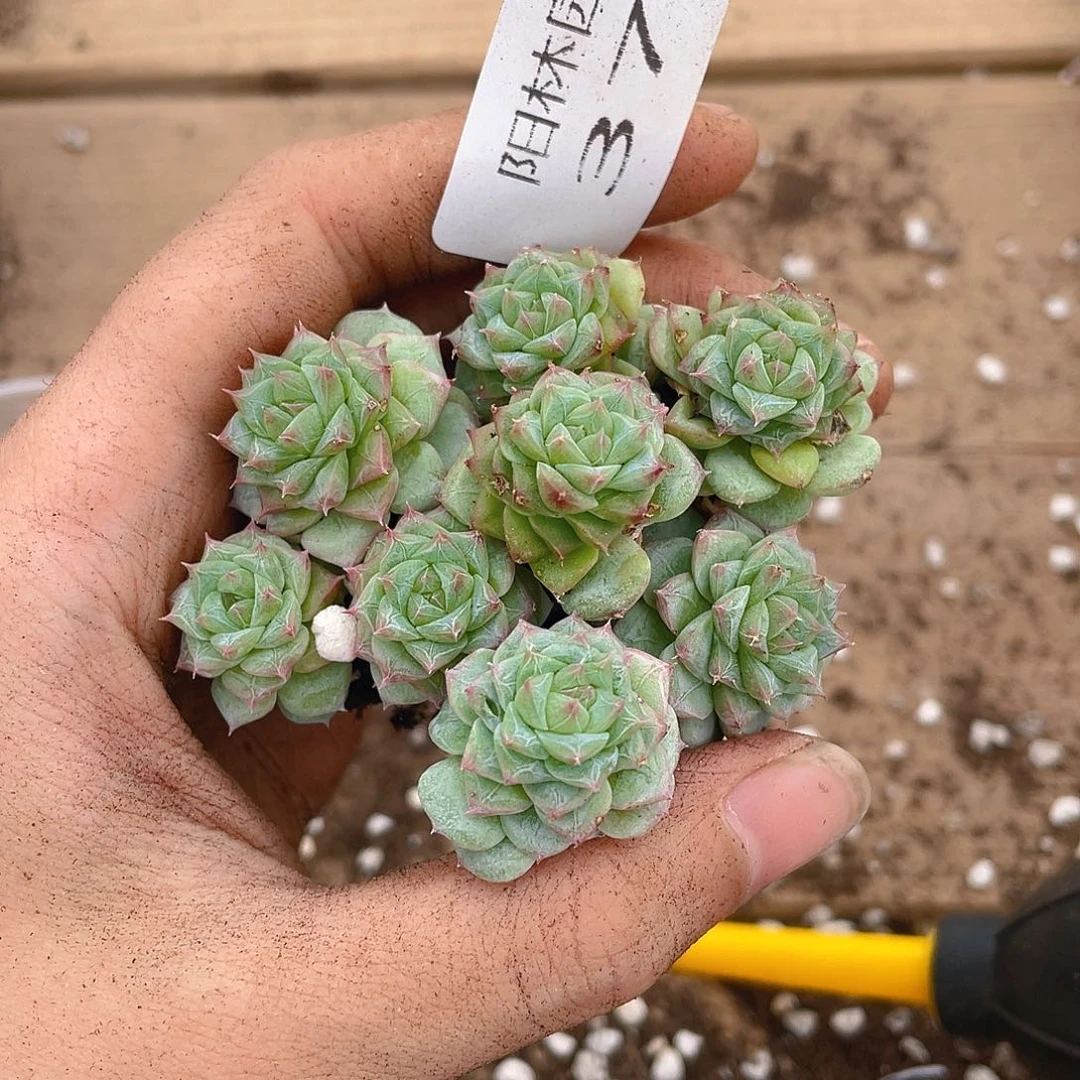 多肉植物多肉植物372
