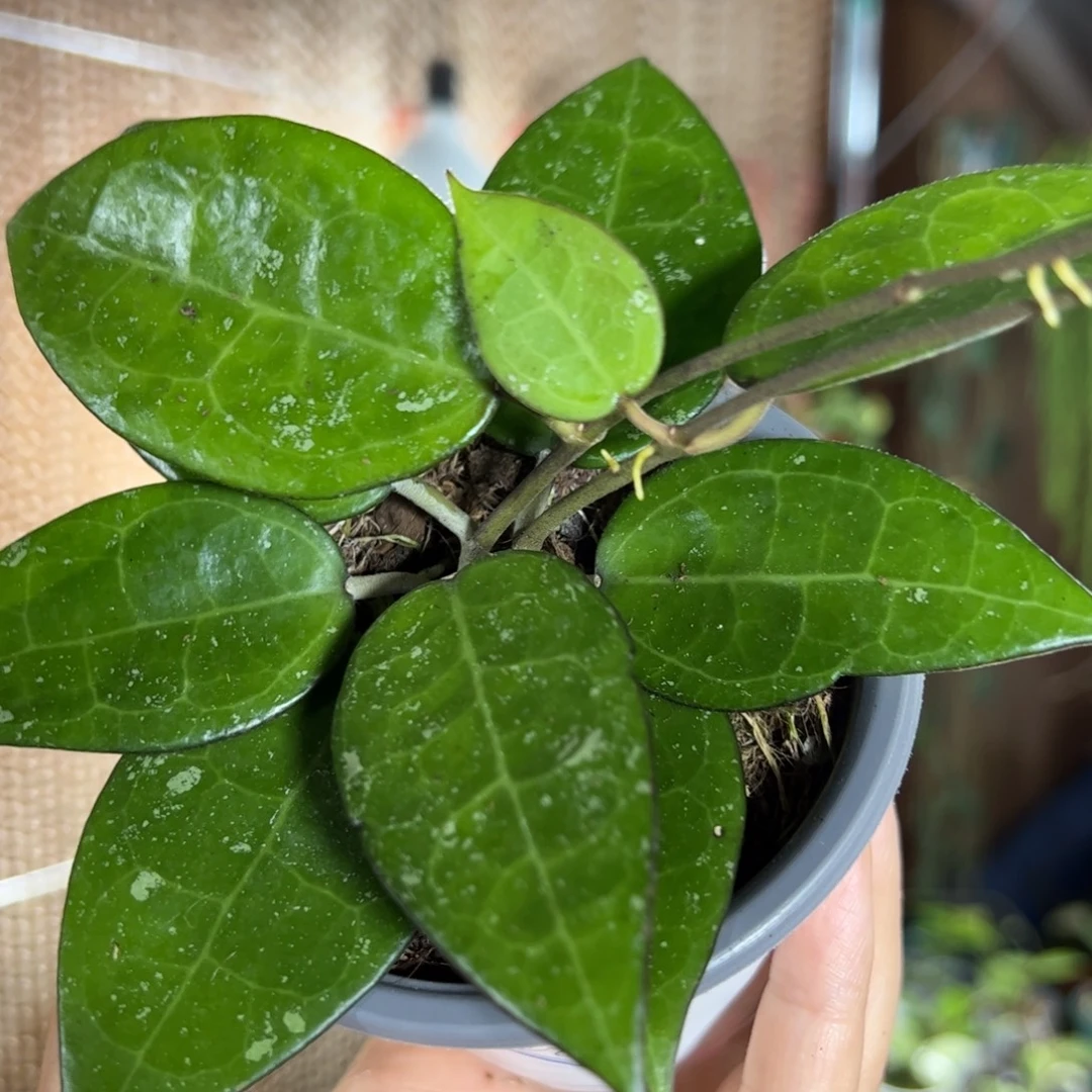 铁***木完全开放黑缘寄生球兰