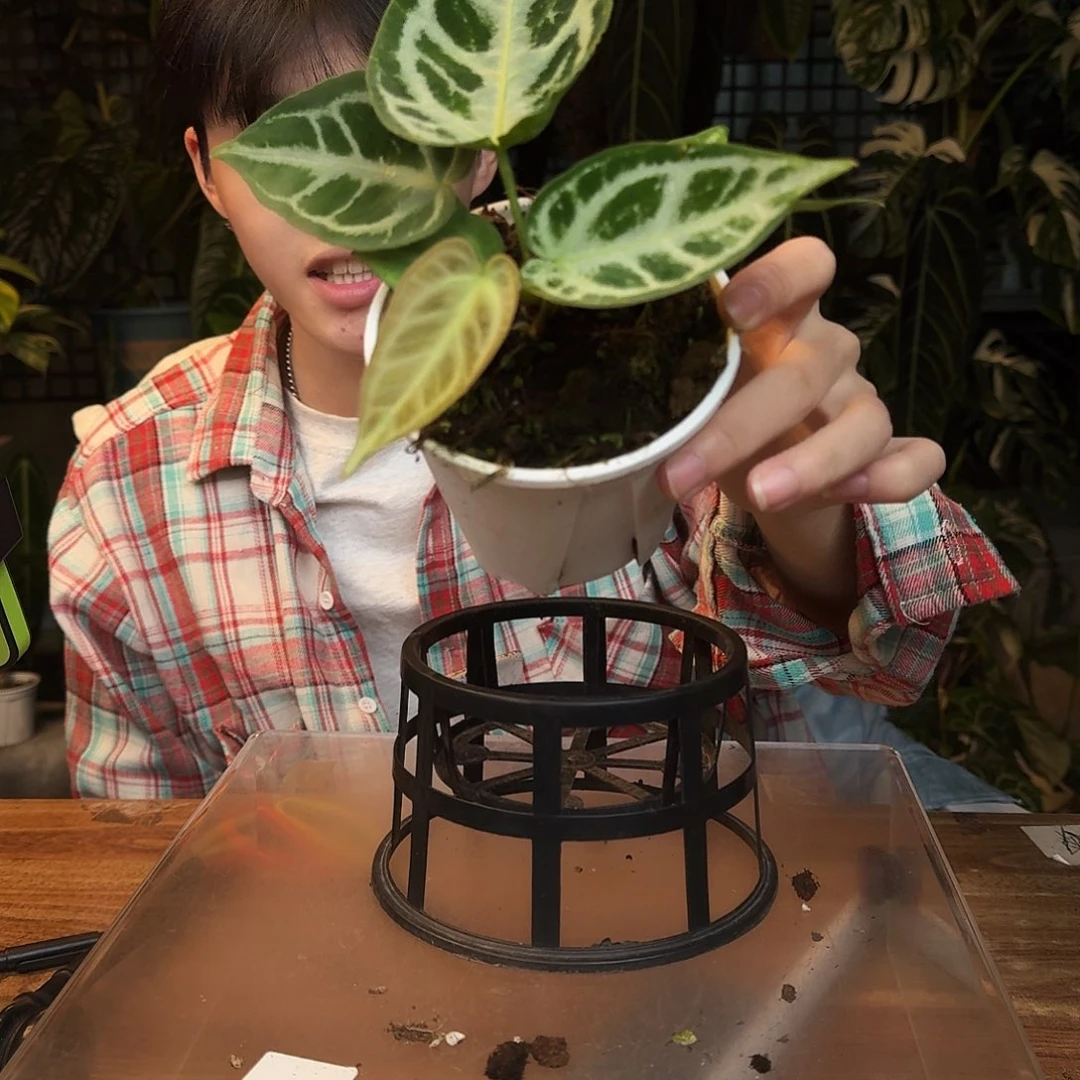 完全开放L73黑底撕裂纹杂银色面纱