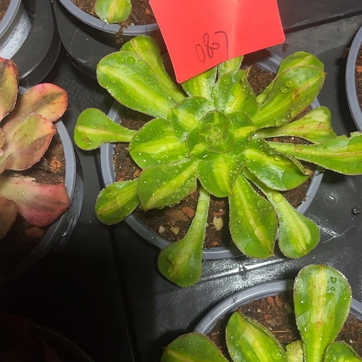 暴君多肉植物保护0807