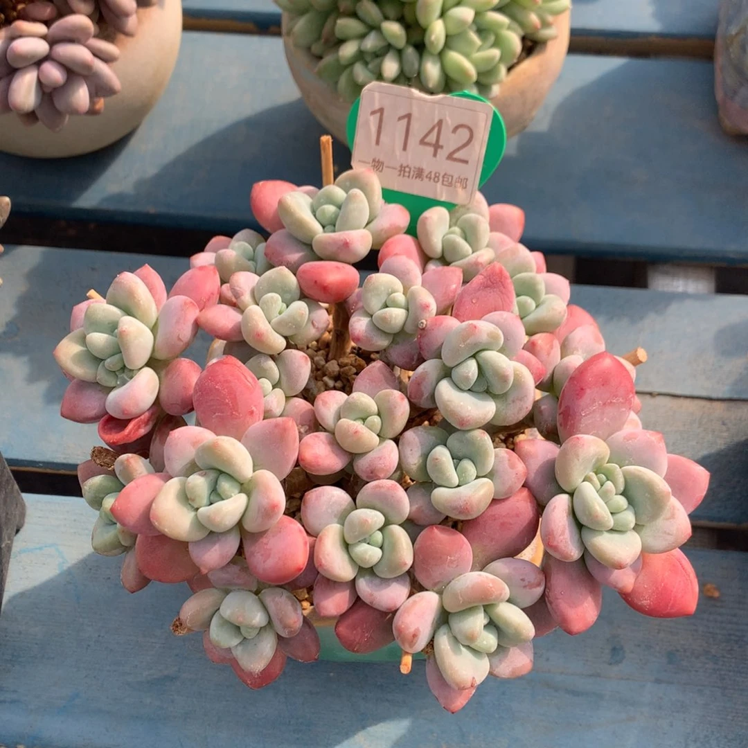 红洛神无砍平头1142