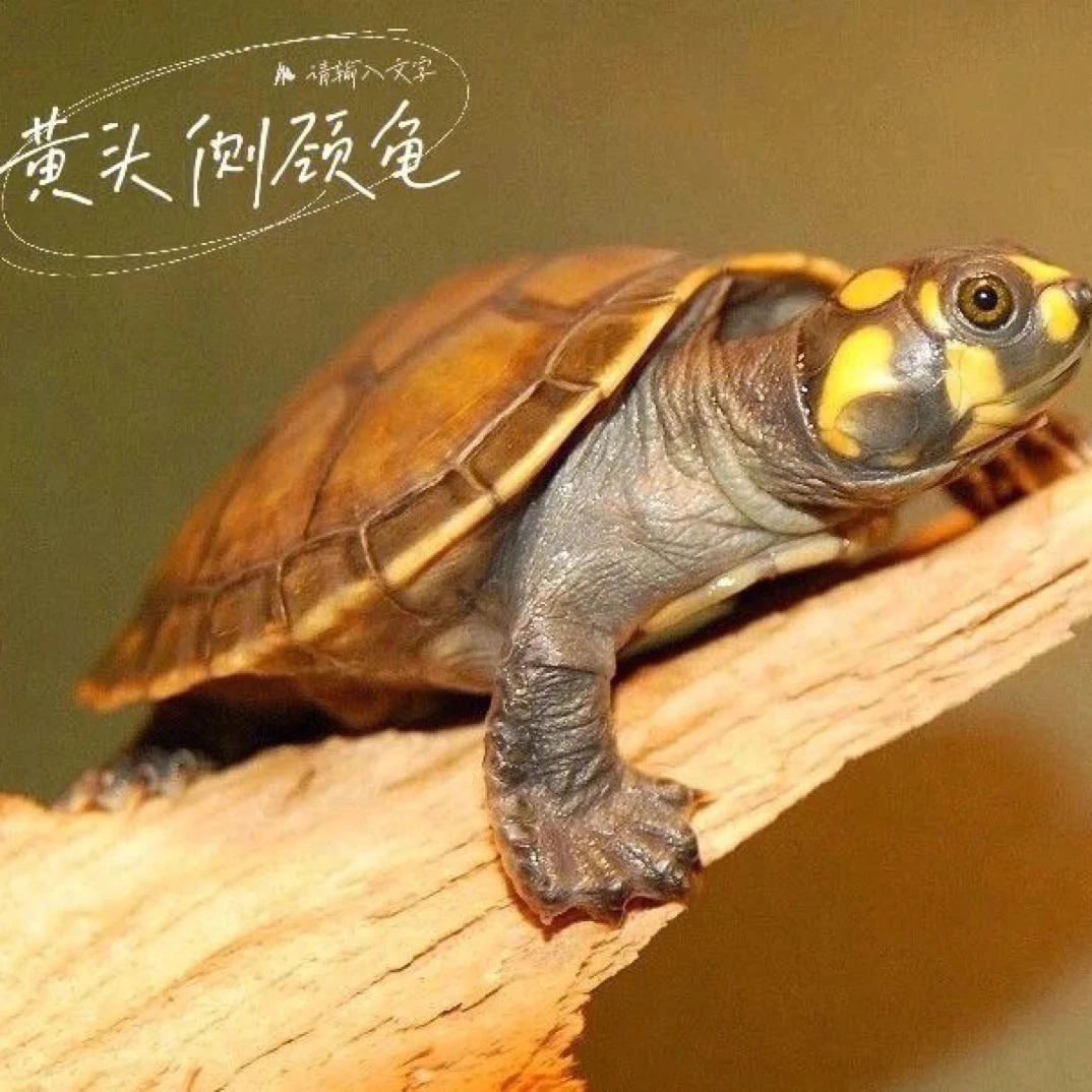 黄头侧颈龟，深水热带龟,直播间一对一挑选,(对版发货)