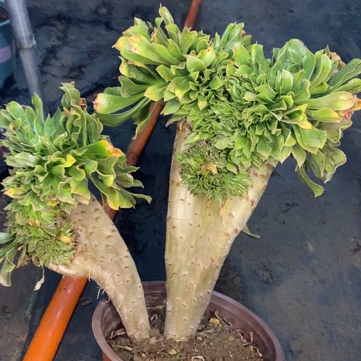 原始绿缀30多肉植物法师法师