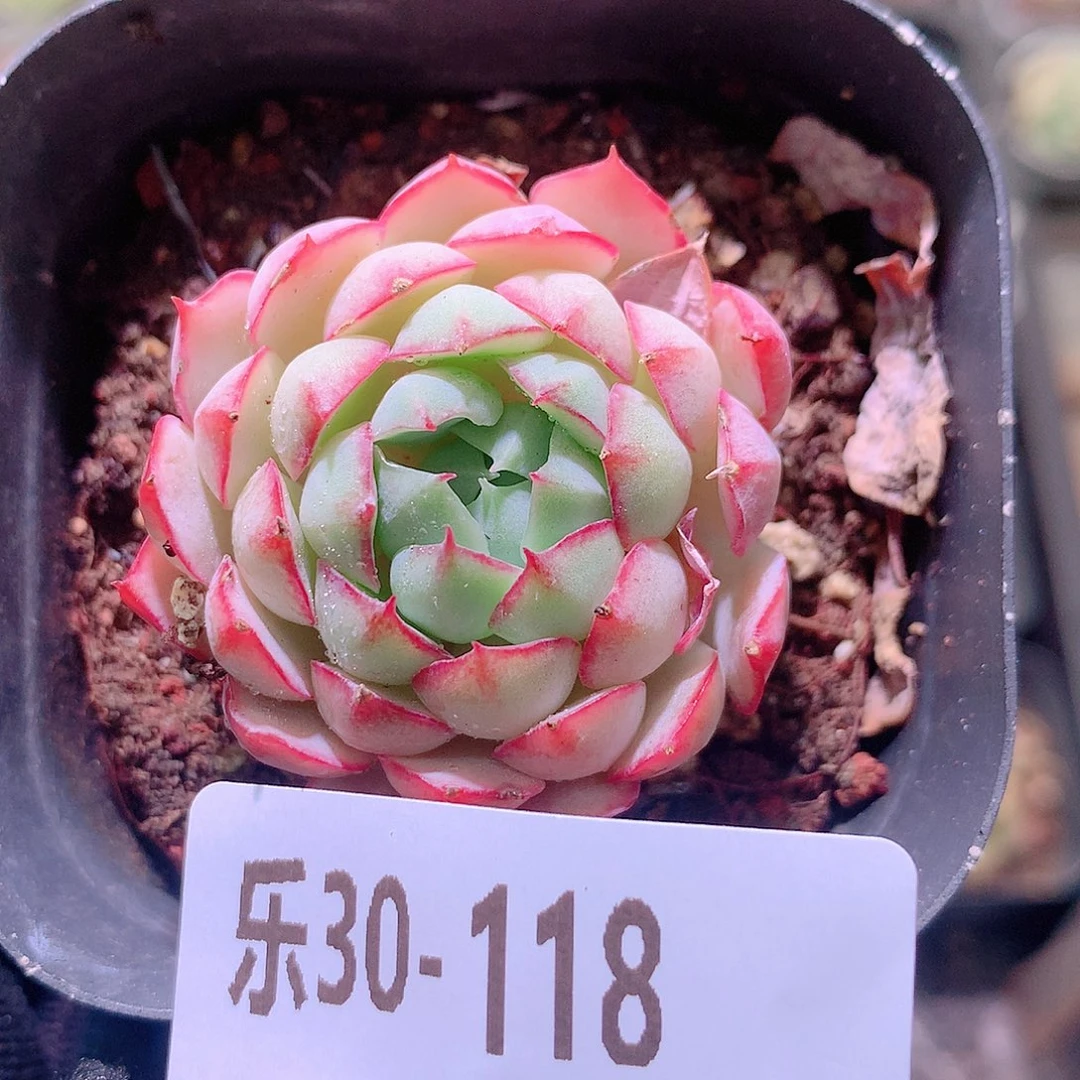 乐然30-118 桃花雨