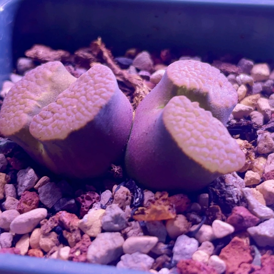 磁铁植物一物一拍