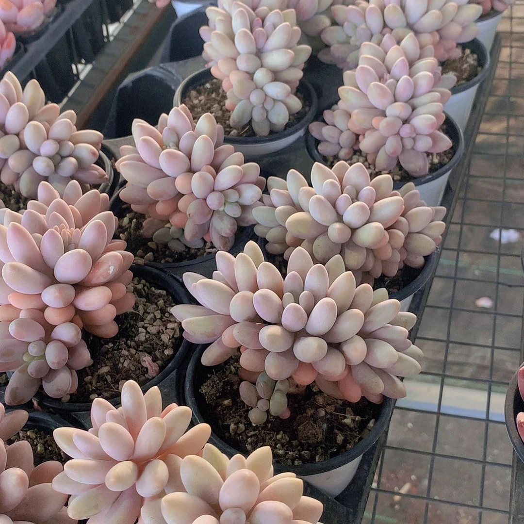 汤圆朵朵23467899000000