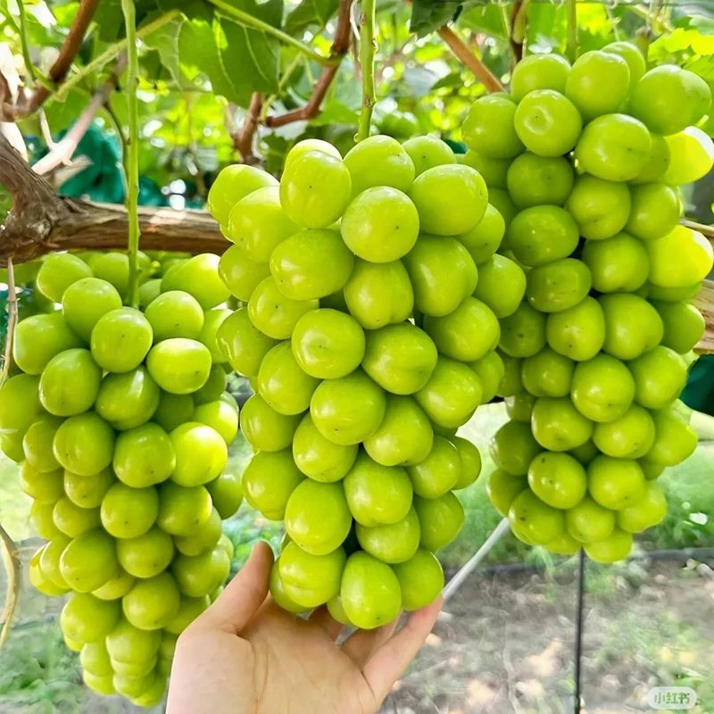 正宗阳光玫瑰葡萄自然成熟脆甜爆汁晴王新鲜现摘时令水果无籽整箱