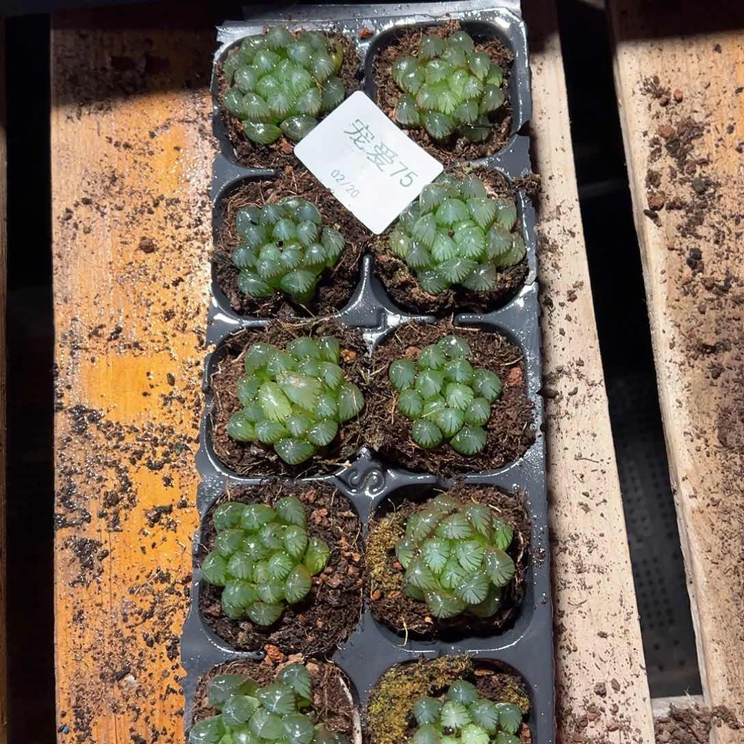 直播福利一物一拍75