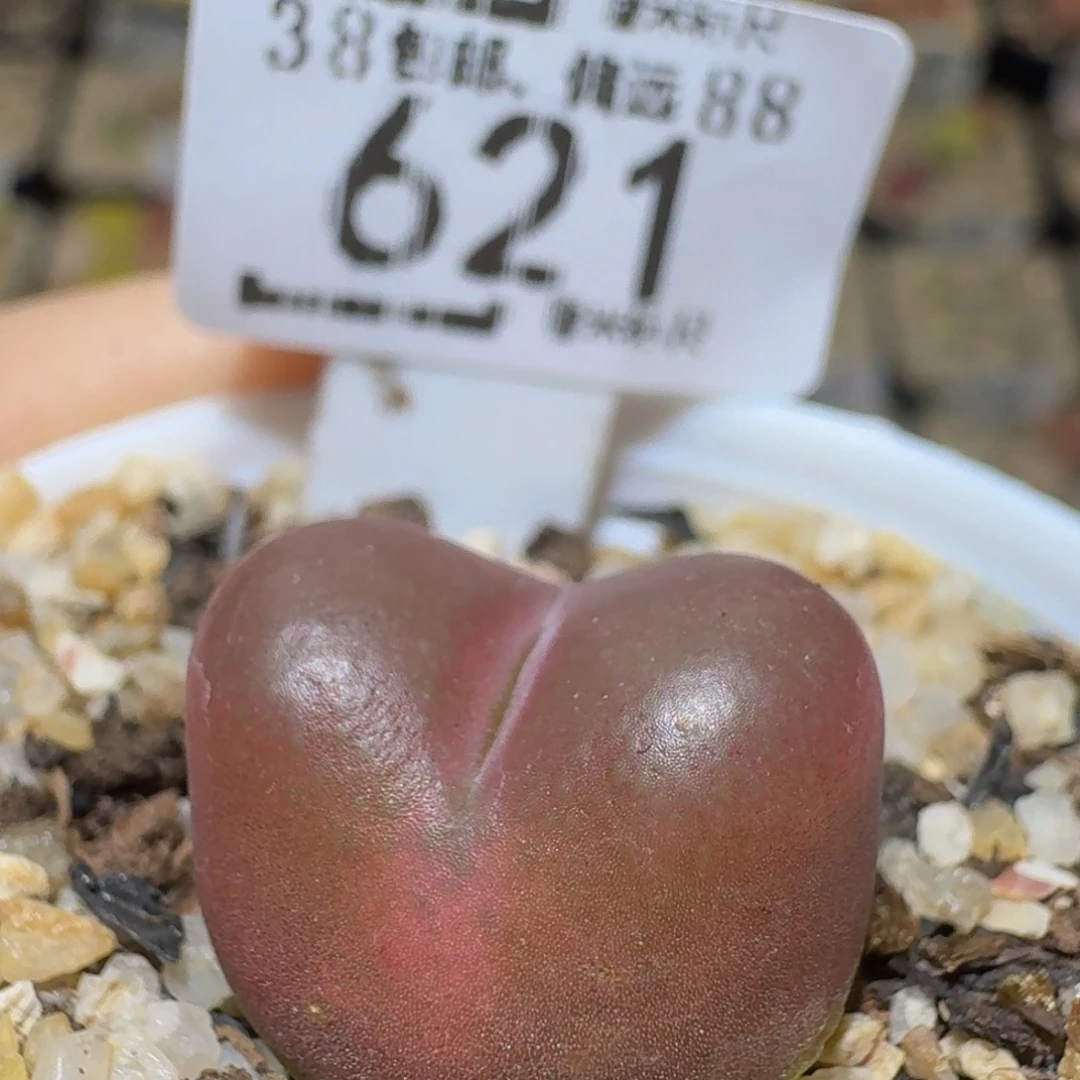 Ssss精品生石花621