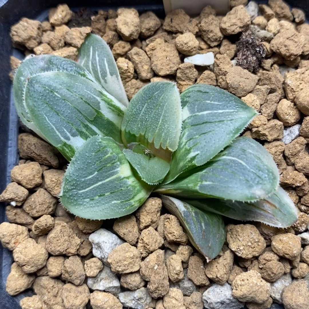 286夜想之森锦一物一拍