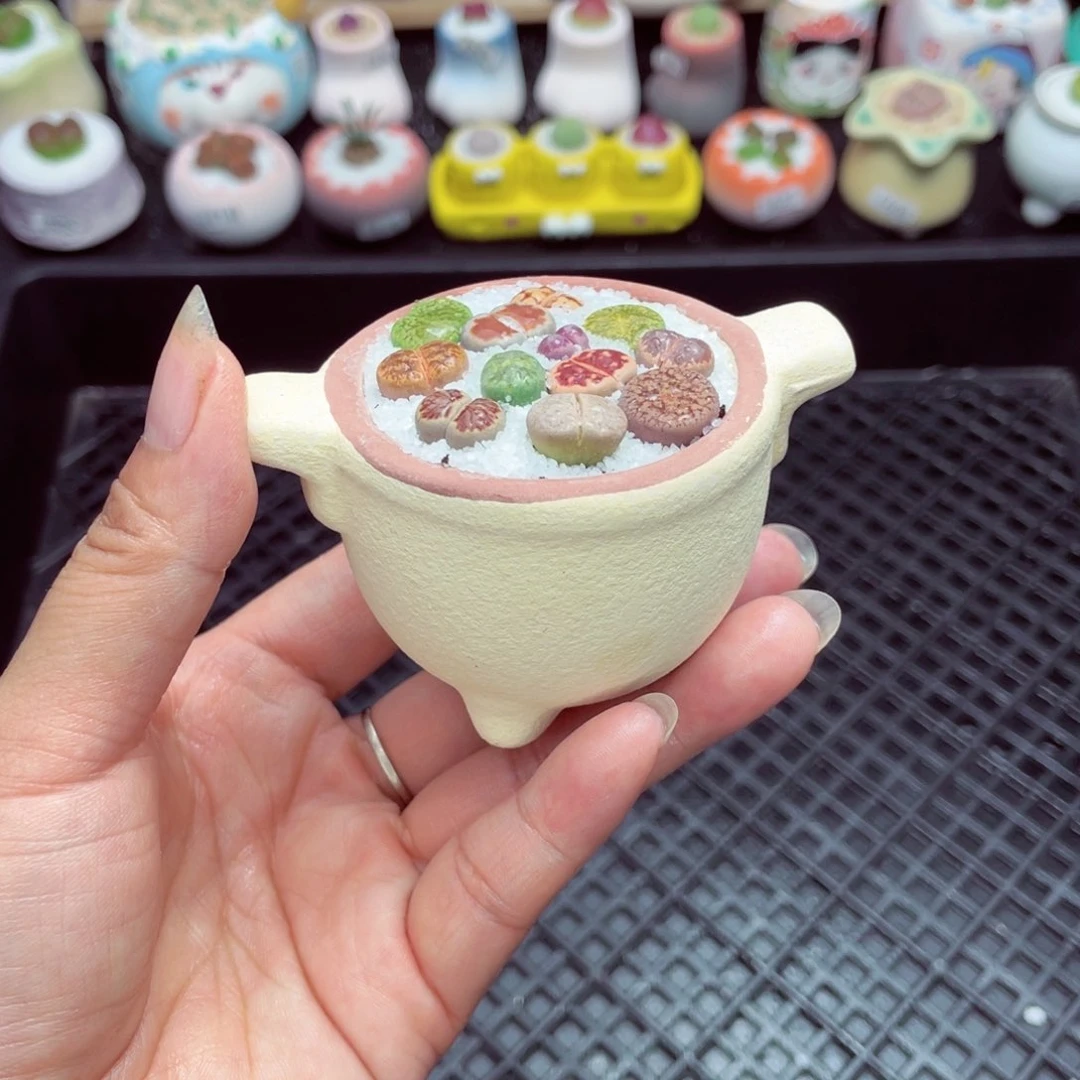w6351 带盆土发货一物一拍