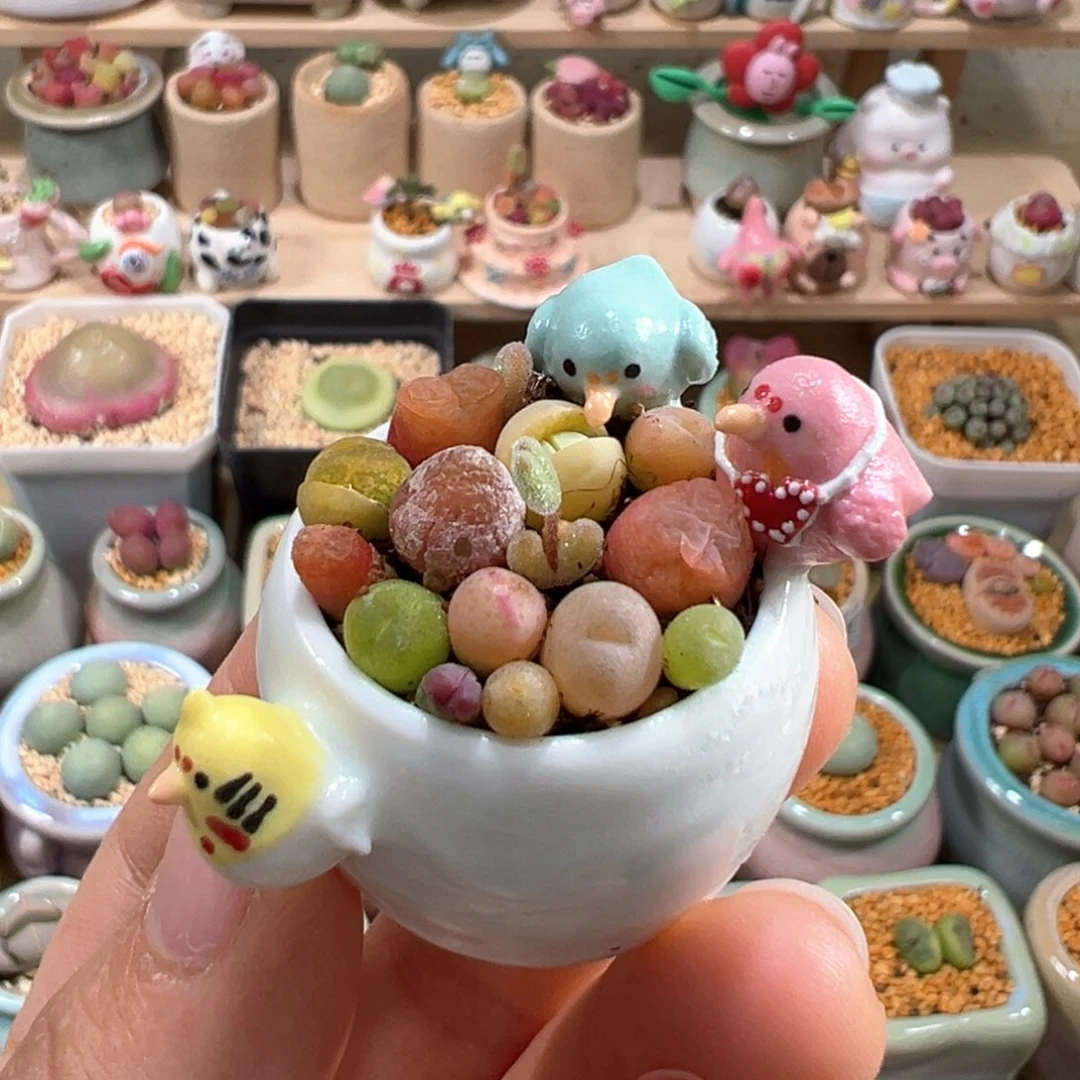 多肉植物21号拼盘