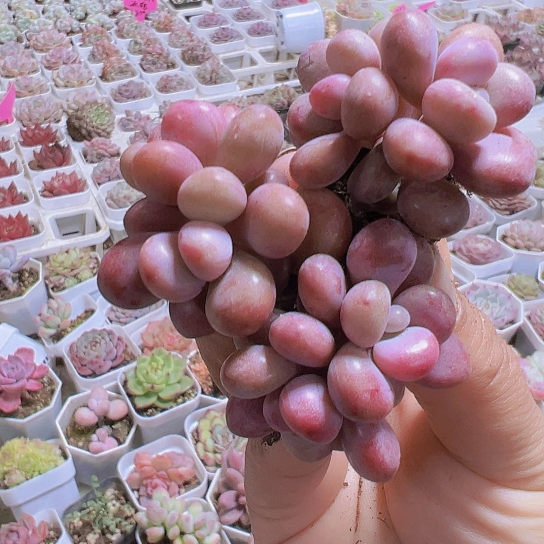 双头糖果桃蛋5个19包邮