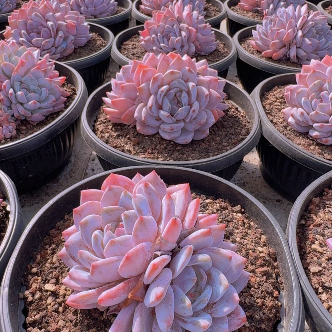 多肉植物橙梦露15厘米3头