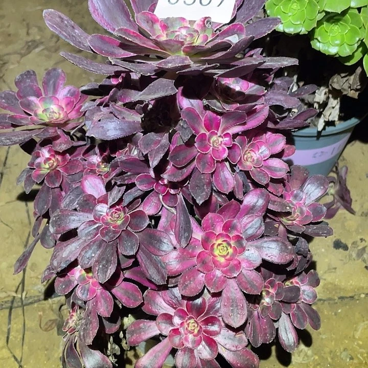 多肉植物法师309丽娜