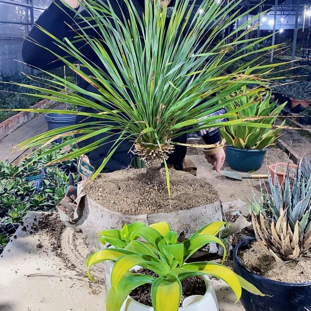 稻草人一颗1111111