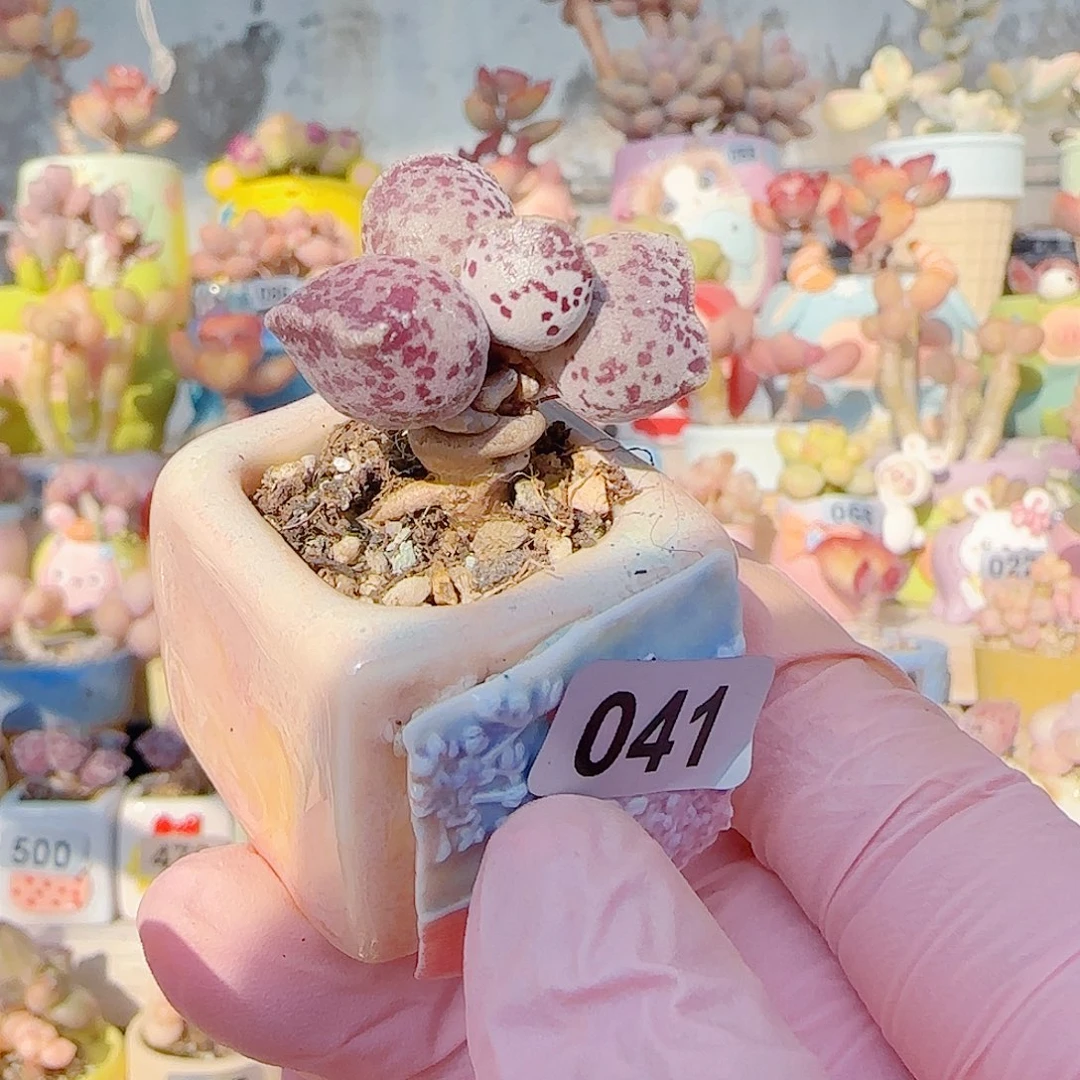 L 达摩猫耳海豹 盆口2.5cm