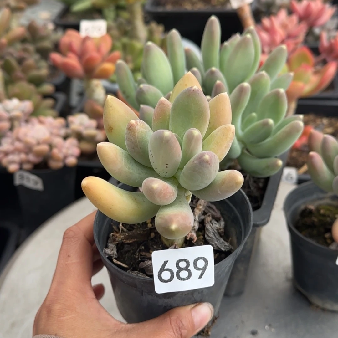 689号一物一拍一物一拍