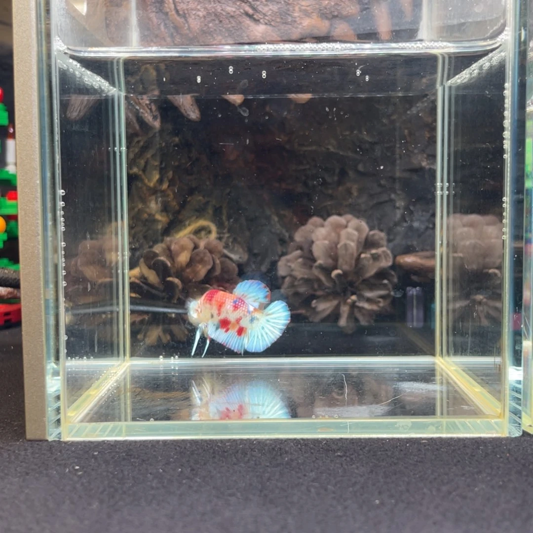 斗鱼鱼次元一月四日竞价