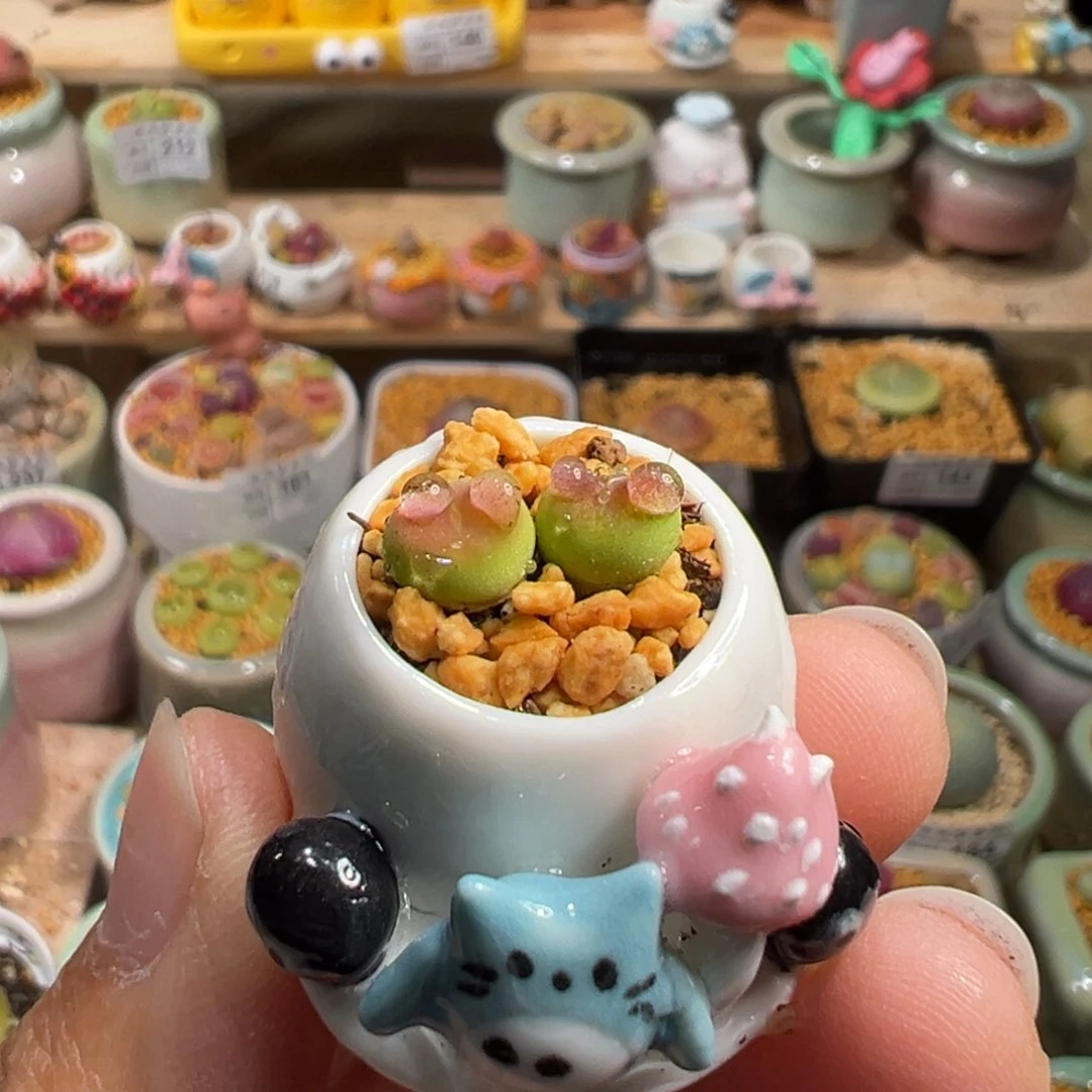 暮*多肉植物247号两个毛