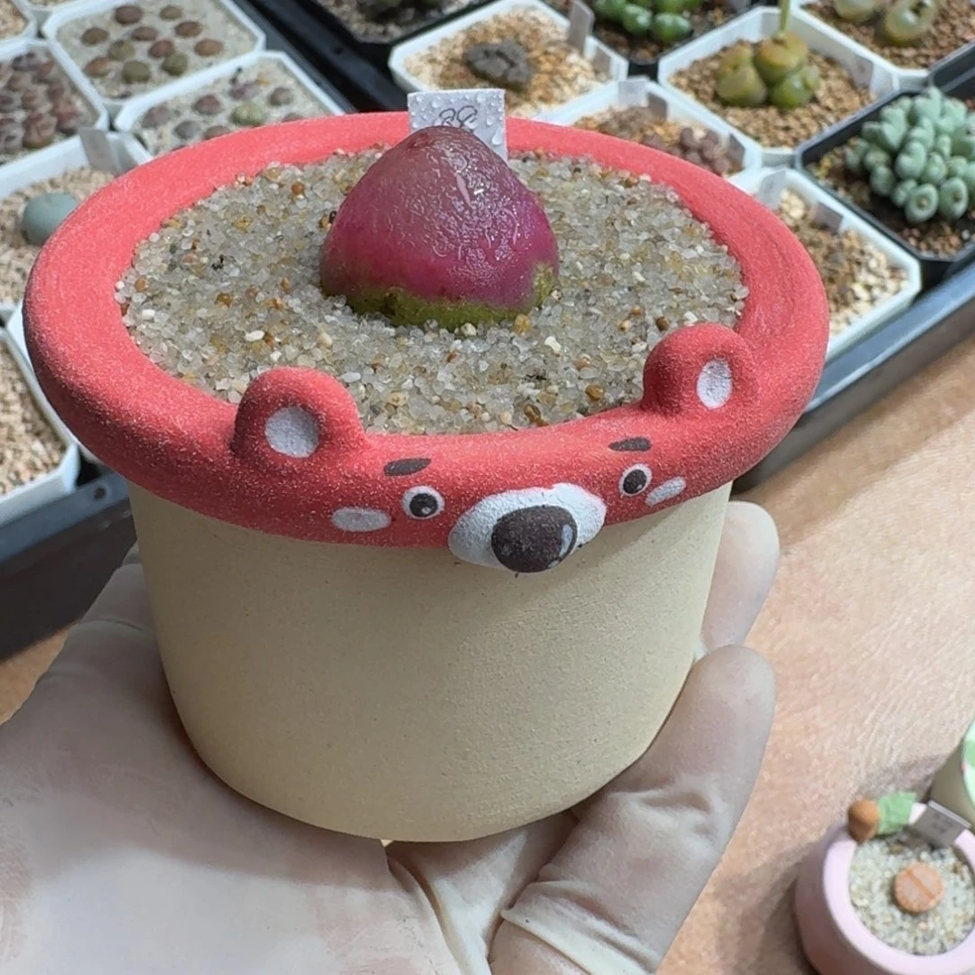 忧***包1215-018连盆带花灯泡