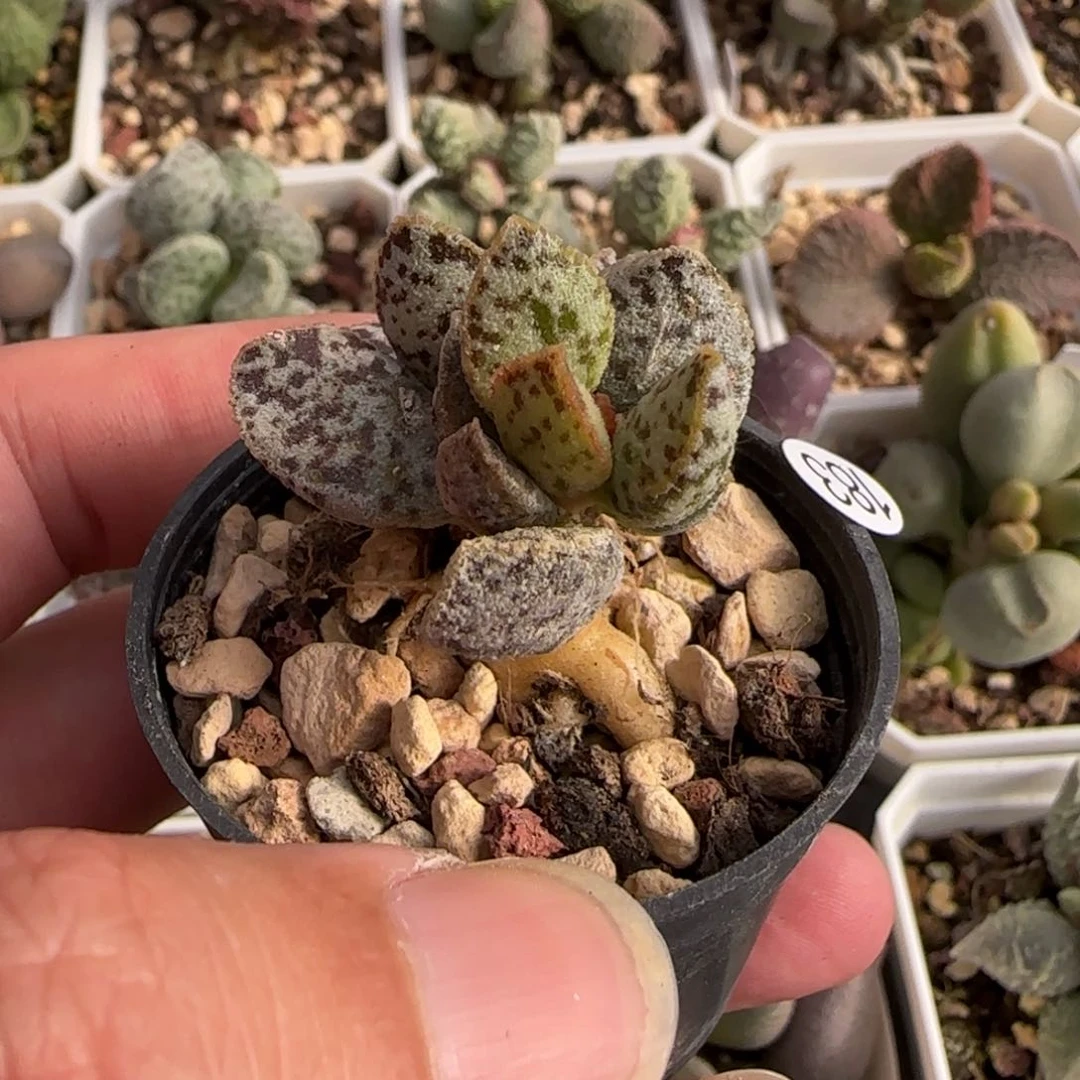 白马丁水泡多肉植物