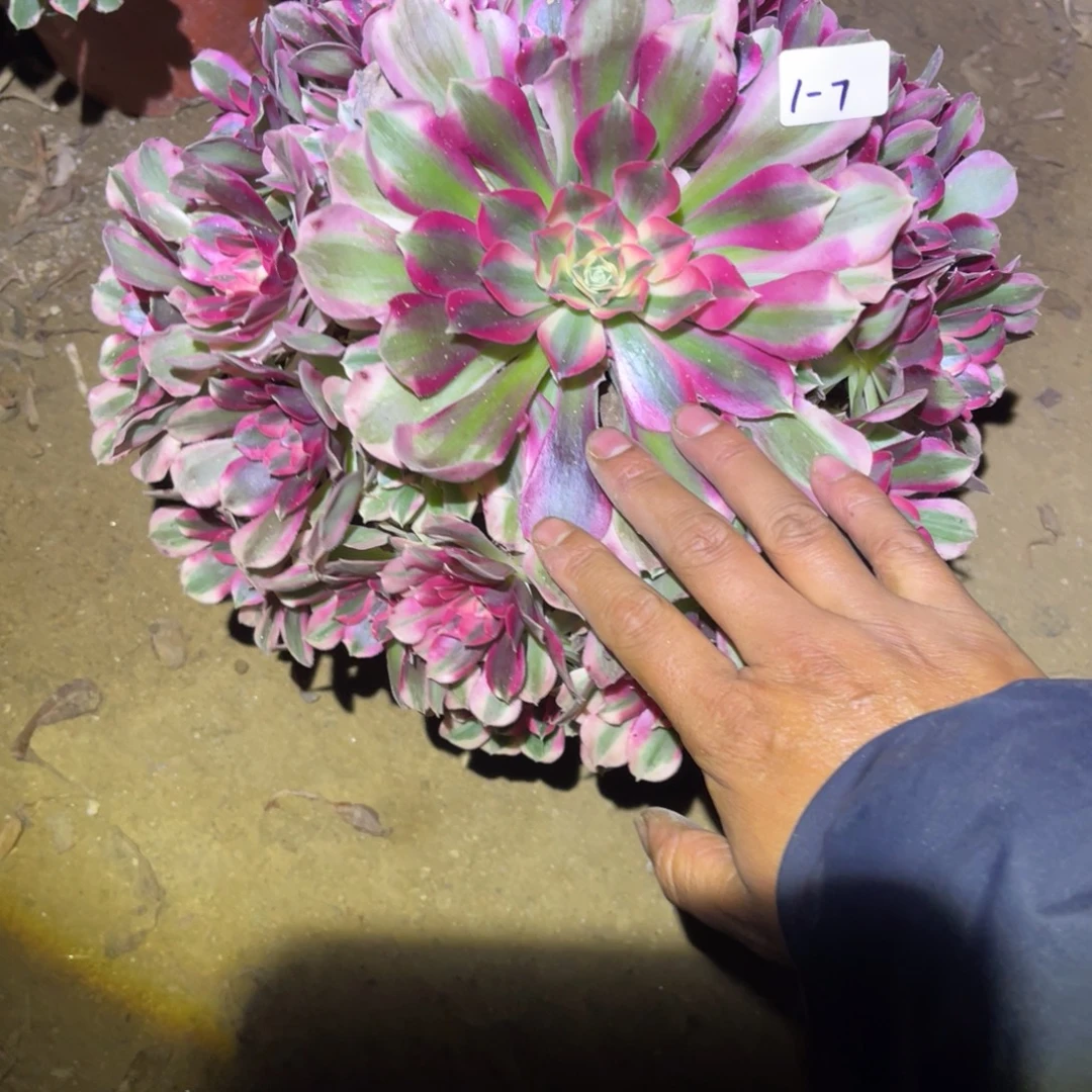 1-1-7布加迪法师锦