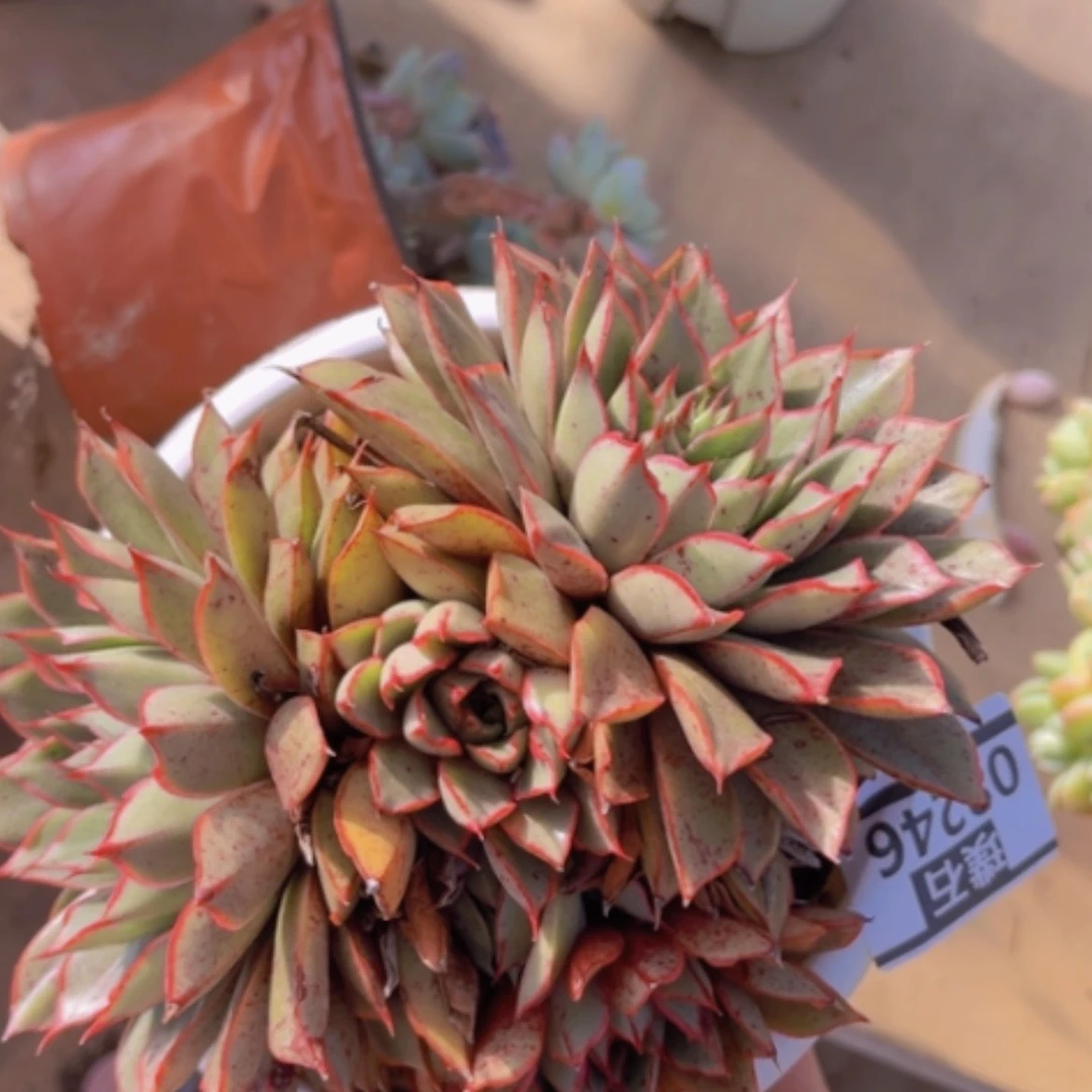 【闪购商品】麒麟座08246