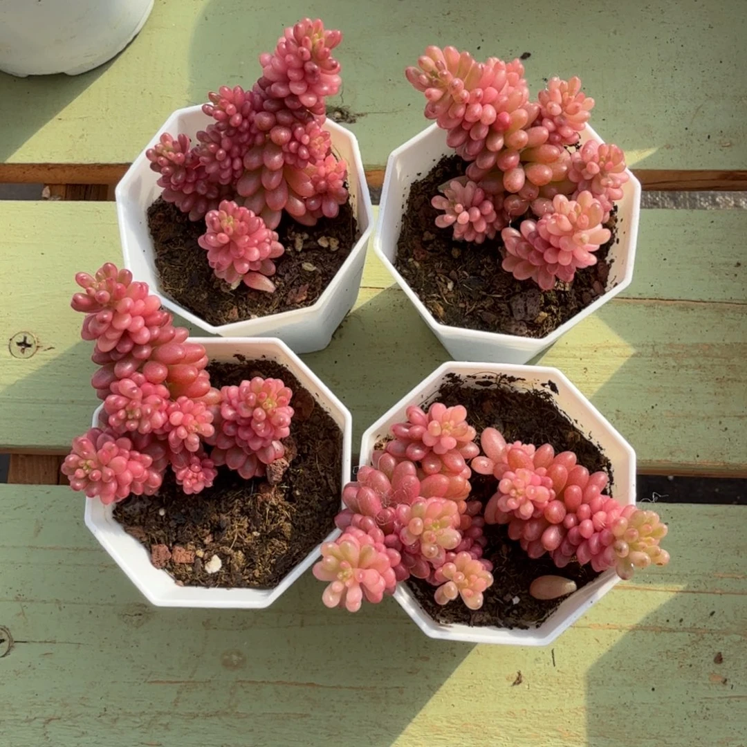 西****红浆果锦锦上园艺一物一拍