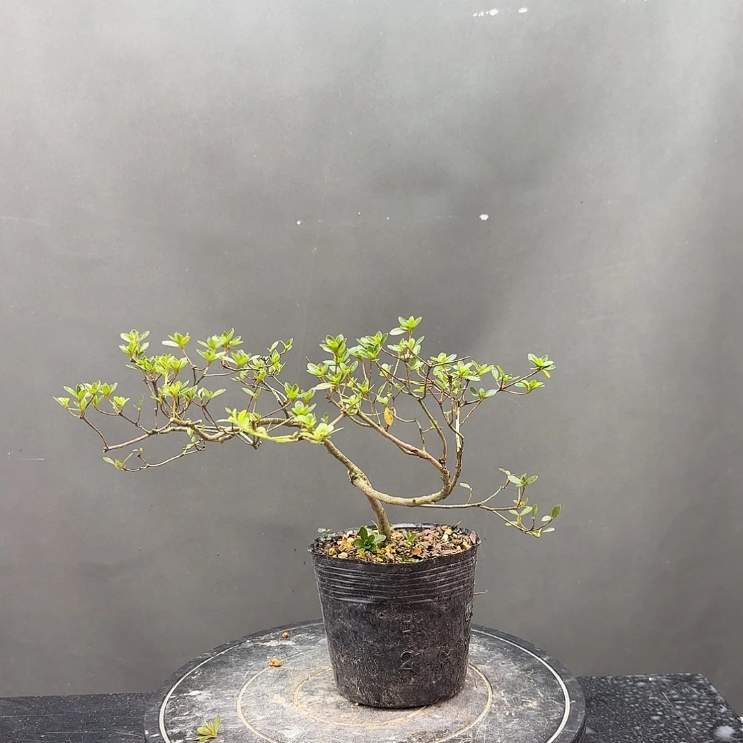 无花朵盲盒有花朵