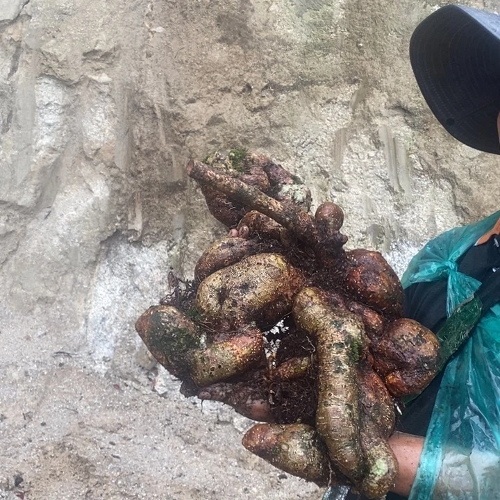 当前无花朵，栽培后可花朵