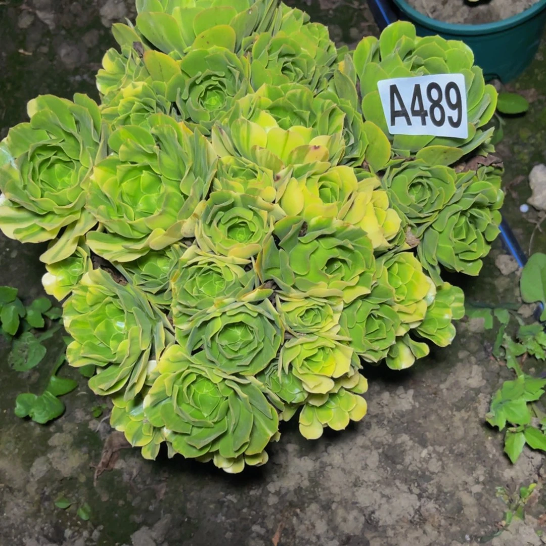 五色琉璃26/////4包邮