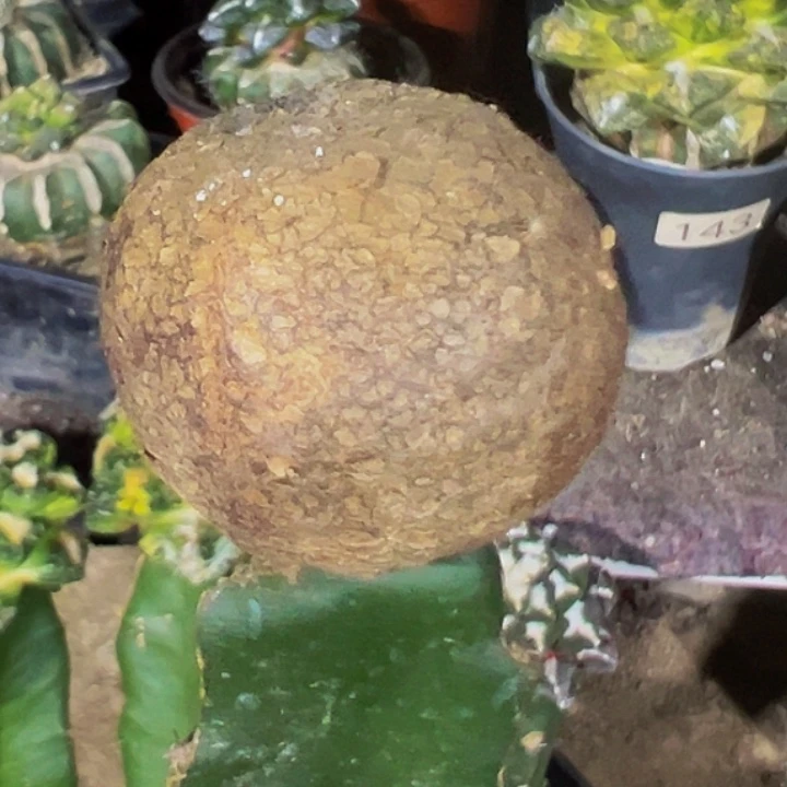 无花朵恩冢石化832