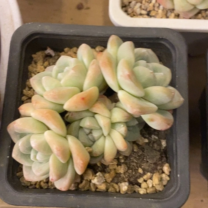 A*d多肉乐园精品冰玉