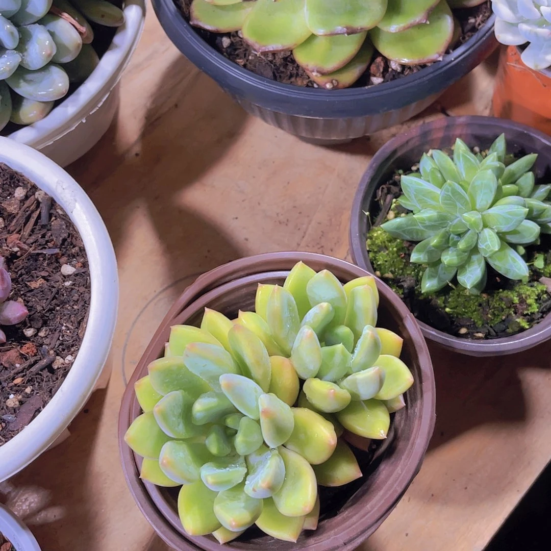 做****王000000000000118