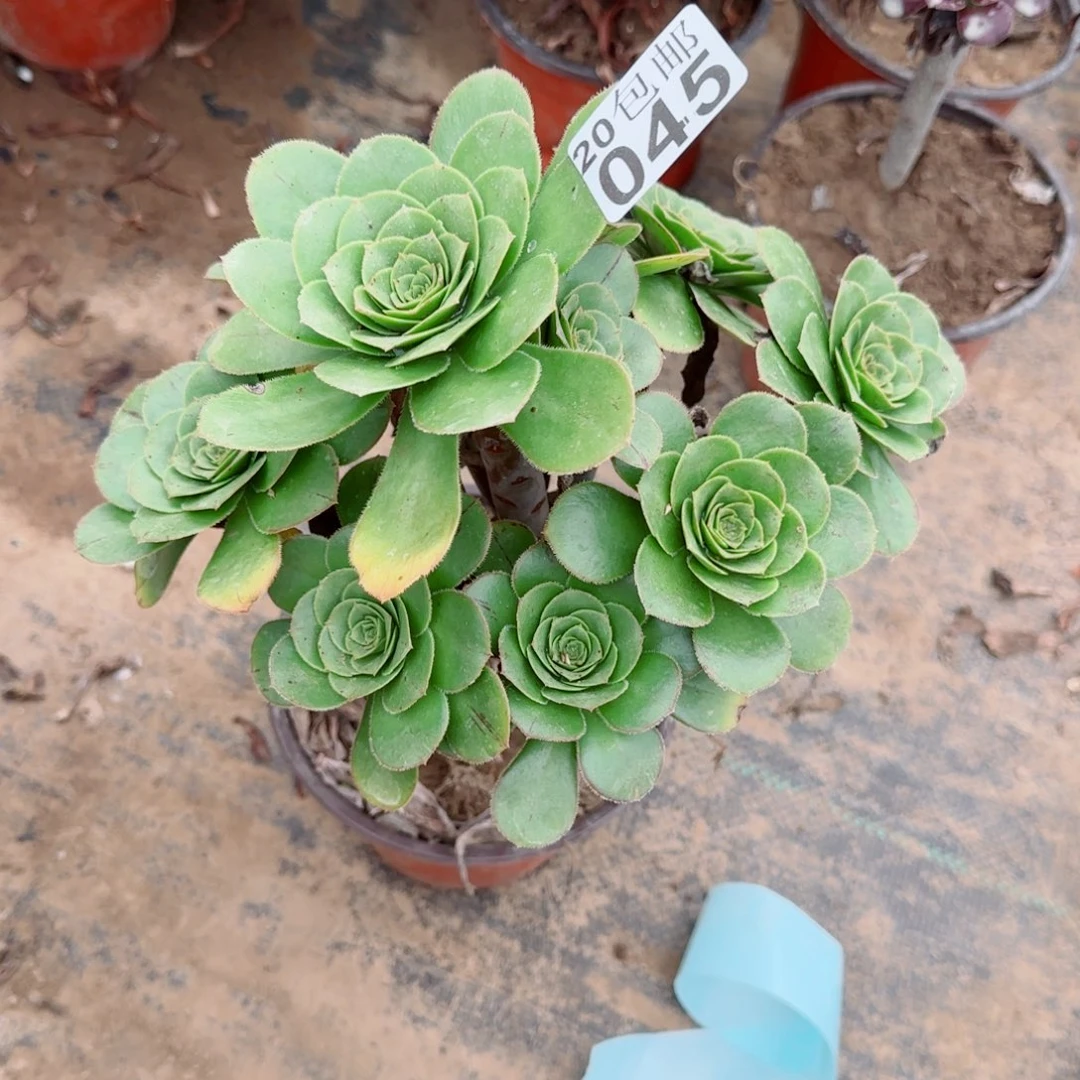 青苹果045满20包邮断枝不包
