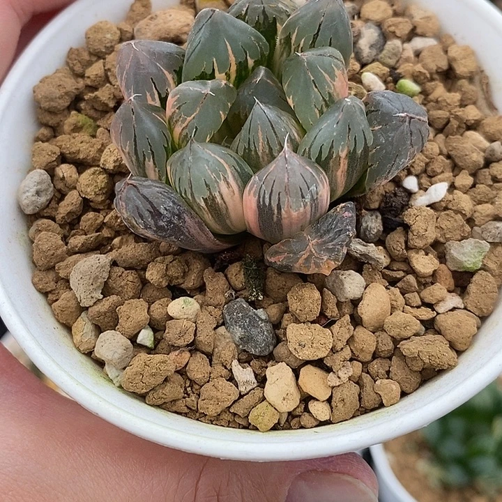 134花水晶玉露锦一物