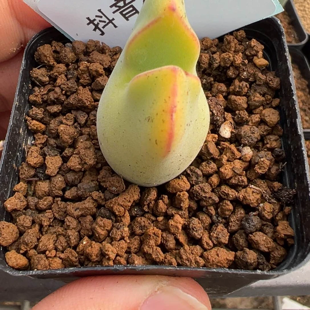 祁*@22-36肉锥多肉植物，